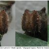 nep rivularis larva5 volg23